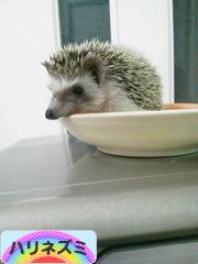 にほんブログ村 小動物ブログ ハリネズミへ