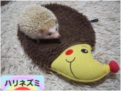 にほんブログ村 小動物ブログ ハリネズミへ