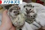 にほんブログ村 小動物ブログ ハリネズミへ