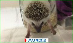 にほんブログ村 小動物ブログ ハリネズミへ