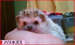 にほんブログ村 小動物ブログ ハリネズミへ