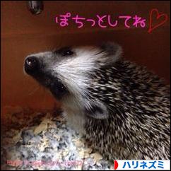 にほんブログ村 小動物ブログ ハリネズミへ