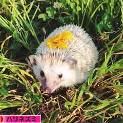 にほんブログ村 小動物ブログ ハリネズミへ
