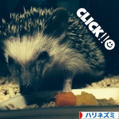 にほんブログ村 小動物ブログ ハリネズミへ
