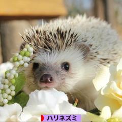 にほんブログ村 小動物ブログ ハリネズミへ