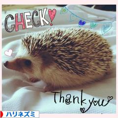 にほんブログ村 小動物ブログ ハリネズミへ