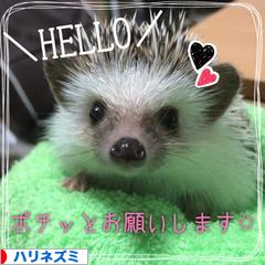 にほんブログ村 小動物ブログ ハリネズミへ