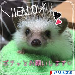 にほんブログ村 小動物ブログ ハリネズミへ