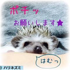 にほんブログ村 小動物ブログ ハリネズミへ