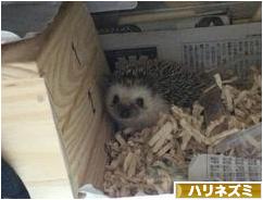 にほんブログ村 小動物ブログ ハリネズミへ