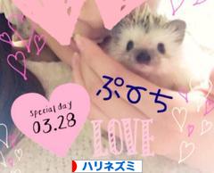 にほんブログ村 小動物ブログ ハリネズミへ