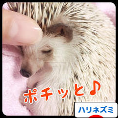 にほんブログ村 小動物ブログ ハリネズミへ
