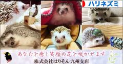 にほんブログ村 小動物ブログ ハリネズミへ