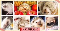 にほんブログ村 小動物ブログ ハリネズミへ
