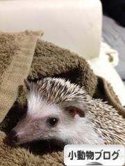 にほんブログ村 小動物ブログへ