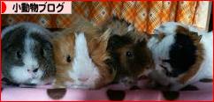 にほんブログ村 小動物ブログへ