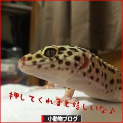 にほんブログ村 小動物ブログへ