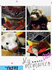 にほんブログ村 小動物ブログへ