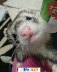 にほんブログ村 小動物ブログへ