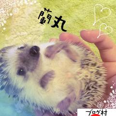 にほんブログ村 小動物ブログへ