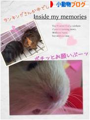 にほんブログ村 小動物ブログへ