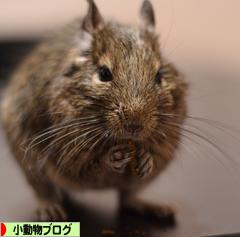 にほんブログ村 小動物ブログへ