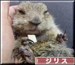 にほんブログ村 小動物ブログ ジリスへ