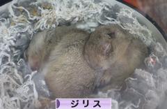 にほんブログ村 小動物ブログ ジリスへ