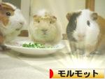 にほんブログ村 小動物ブログ モルモットへ