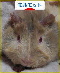 にほんブログ村 小動物ブログ モルモットへ