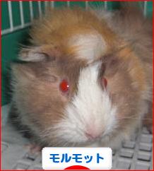 にほんブログ村 小動物ブログ モルモットへ