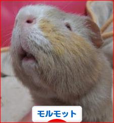 にほんブログ村 小動物ブログ モルモットへ