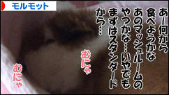 にほんブログ村 小動物ブログ モルモットへ