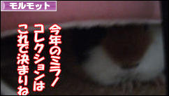 にほんブログ村 小動物ブログ モルモットへ