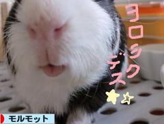 にほんブログ村 小動物ブログ モルモットへ