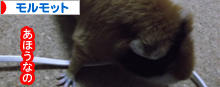 にほんブログ村 小動物ブログ モルモットへ