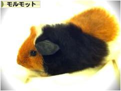 にほんブログ村 小動物ブログ モルモットへ