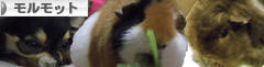 にほんブログ村 小動物ブログ モルモットへ