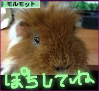にほんブログ村 小動物ブログ モルモットへ