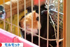にほんブログ村 小動物ブログ モルモットへ