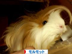 にほんブログ村 小動物ブログ モルモットへ