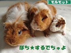 にほんブログ村 小動物ブログ モルモットへ