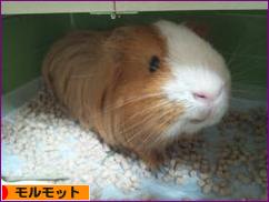 にほんブログ村 小動物ブログ モルモットへ