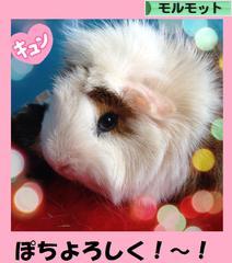 にほんブログ村 小動物ブログ モルモットへ