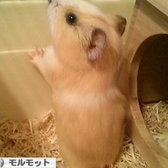にほんブログ村 小動</a><br /><a href=