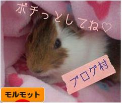 にほんブログ村 小動物ブログ モルモットへ