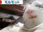 にほんブログ村 小動物ブログ モルモットへ