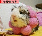 にほんブログ村 小動物ブログ モルモットへ