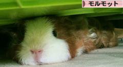 にほんブログ村 小動物ブログ モルモットへ