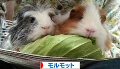 にほんブログ村 小動物ブログ モルモットへ